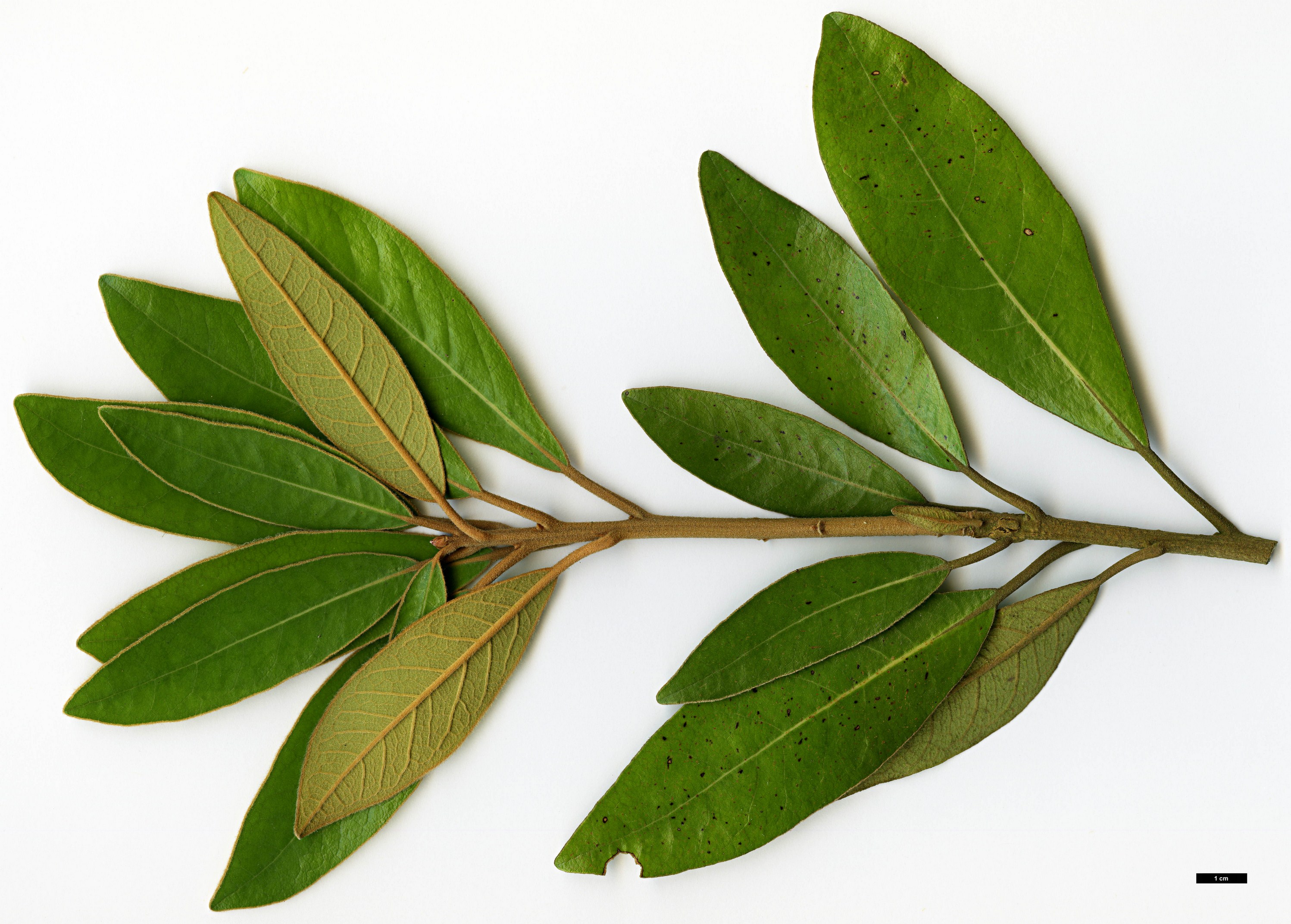 High resolution image: Family: Lauraceae - Genus: Litsea - Taxon: japonica